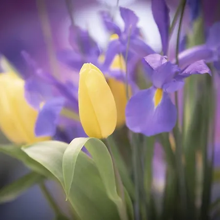 Santa Clara By Oldtown * San Sebastian